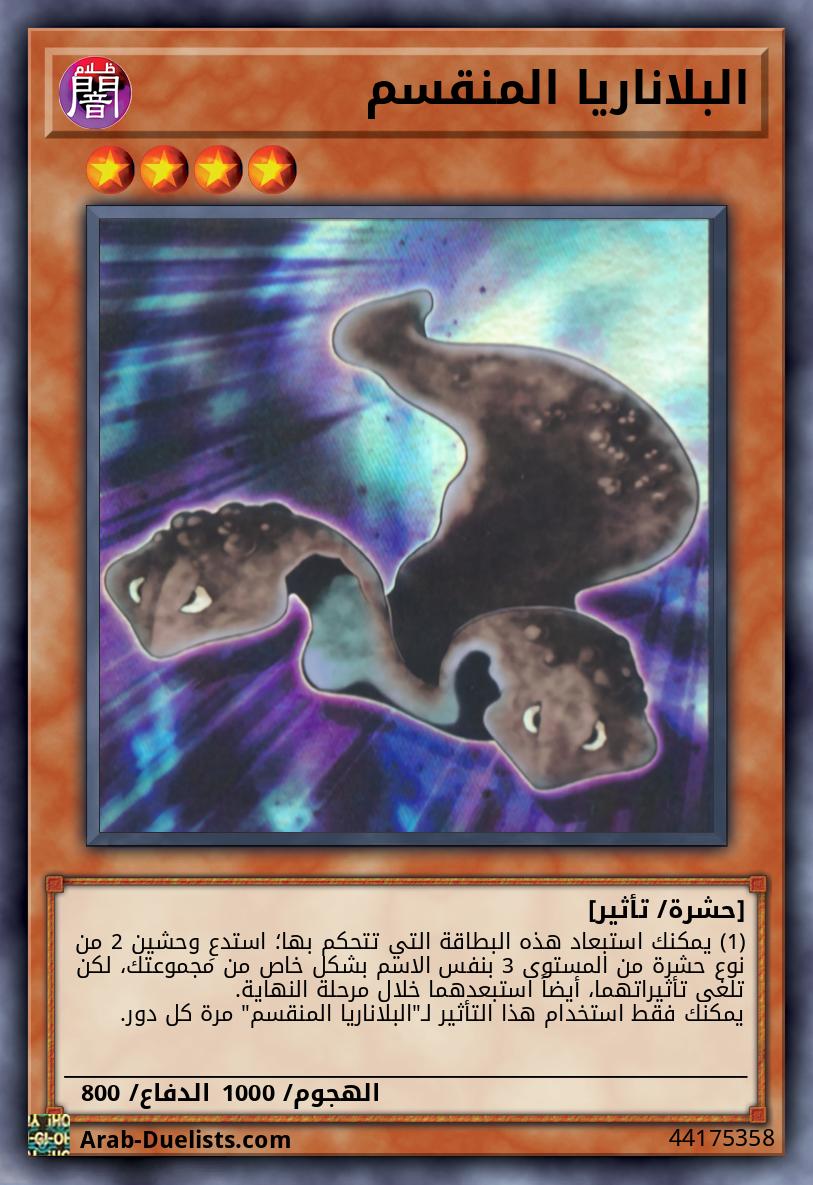 البلاناريا المنقسم